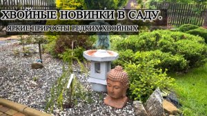 Хвойные новинки в саду. Яркие приросты редких хвойных.