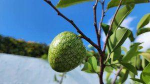 Cayo Coco, Cuba 2024 / Кайо Коко, Куба 2024