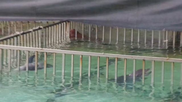 животные волнуются из-за громкой музыки смотреть онлайн