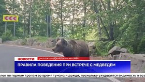 Правила поведения при встрече с медведем