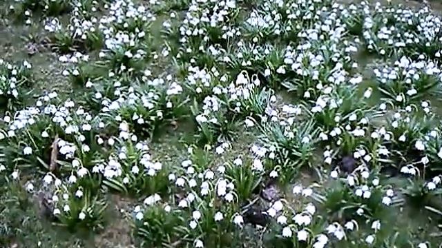 Подснежники 19.04.2022