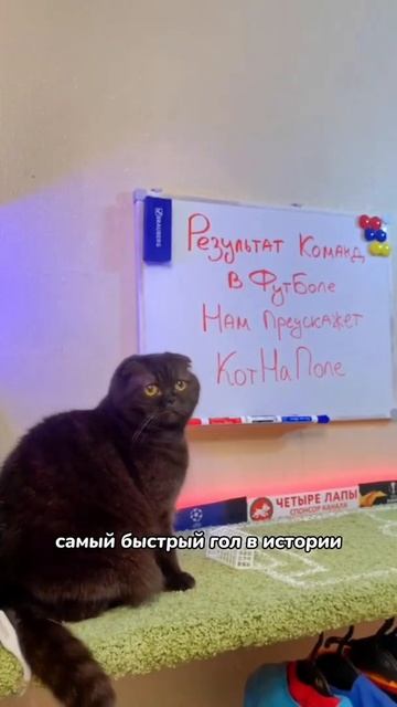 Футбольные факты: правда или ложь? Факт 11