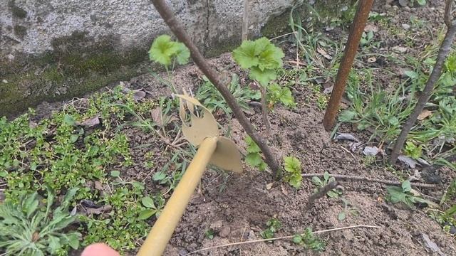 Насыпаю ЭТО под кусты смородины и Ягода с кулак.