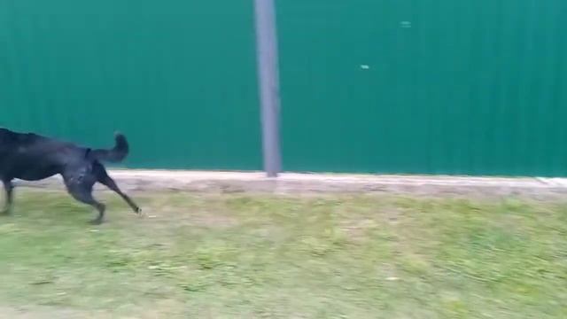 тренер моих собак смотреть онлайн