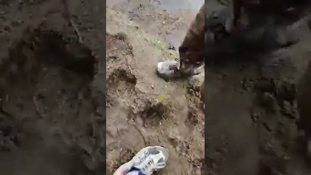 влог"помойка и взрывы"#рекомендации #влог смотреть онлайн