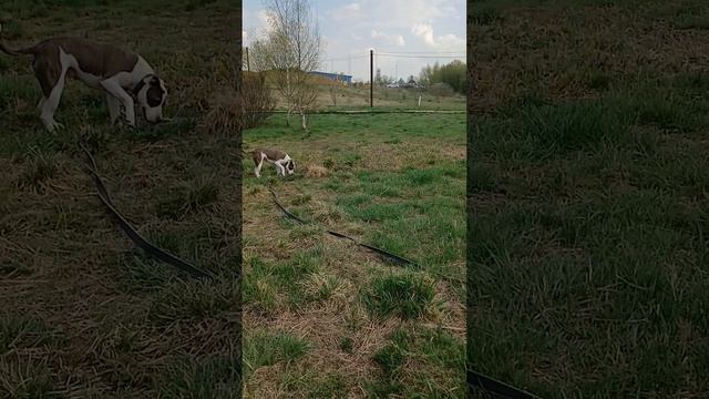 rutube.ru