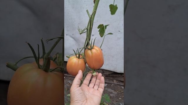 15.08.Томаты в теплице.1-я часть.Иркутская обл. смотреть онлайн