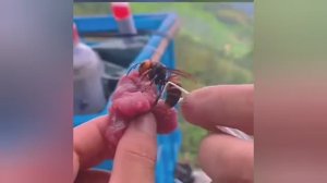 Загадочная белая метка.Зачем его люди завязывают шершням