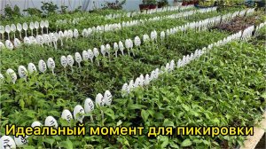 Пикировка / пересадка рассады томатов. Когда и как пикировать рассаду.