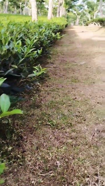 The Garden Tea Leaf Green.Best Tourist Places In Sylhet Bangladesh.Travelling To Tea Garden.#shorts