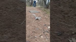 Деловые белочки в городском парке