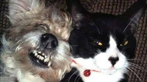 Мам, можно ещё пять минут поспать!" — утро кота — тёплое, смешное и с атмосферой ленивого утра 😽☕: