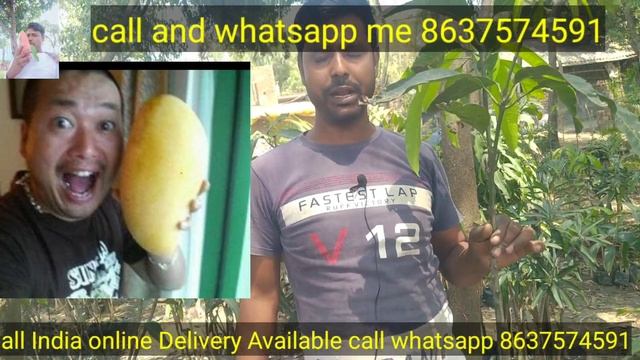 how to Jin Song mango plant Maya mango plant my Sahi nursery All India online Delivery Available смотреть онлайн
