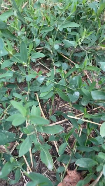 Спорыш применяется : урологические заболевания,противомикробный, ж/ кишечный тракт, свертывает кров смотреть онлайн