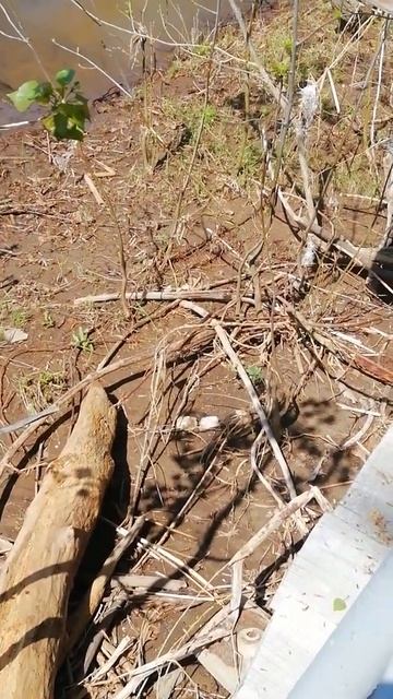 Самарская лука. Поездка в Шелехметь смотреть онлайн