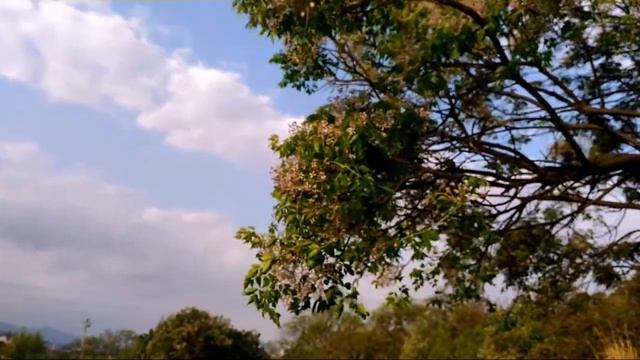 20170324鹿角溪人工濕地 смотреть онлайн