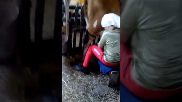 Дойка телочки... смотреть онлайн