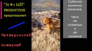 Собака тушит пожар.