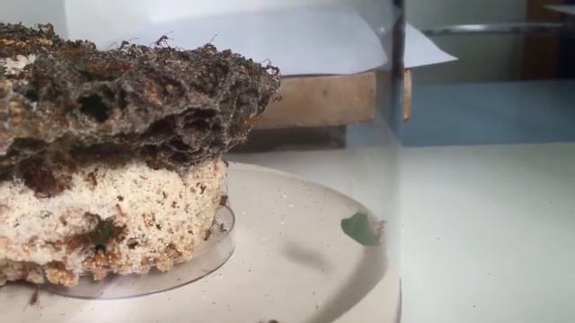 Atta cephalotes 26/08/15 смотреть онлайн