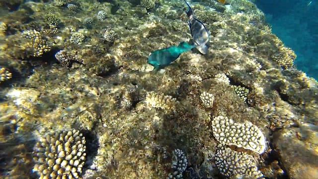 Подводный мир отеля Island View Resort 5*. Snorkelling with fish in the Red sea at Sharm-El-Sheikh