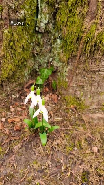 Подснежники цветут. Нежность. Весна! #Сочи #подснежники #веснаужездесь #подснежникивсочи #нежность смотреть онлайн