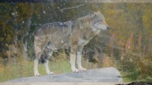 Саши ЗАИФИ 2020    Аммо вурҷ яст насӯд пир     ям соз устод Шоди Шабдоловард  бахихь сиц