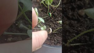 Дихондра серебристая формирование