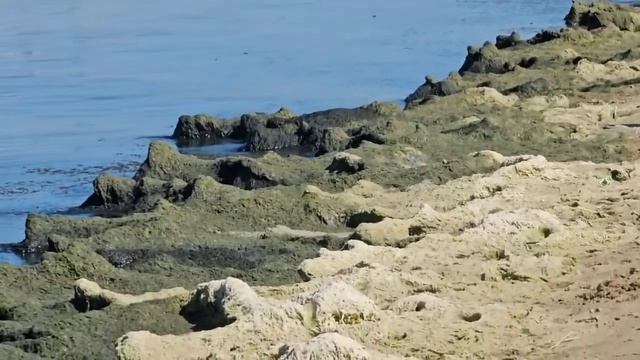 Анапа Отель Sanparco ultra запустил свой пляж до чёрной гнили и вони! #гниль #viral #shortsvideo смотреть онлайн