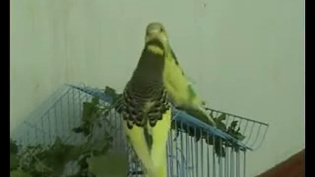 Попугай вайшнав! смотреть онлайн