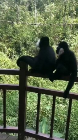 Funny Monkey Voice #shorts