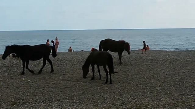 Пицунда % смотреть онлайн