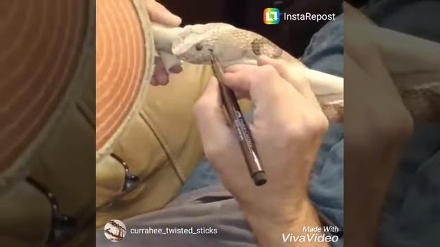 Hand carved snake walkingstick смотреть онлайн