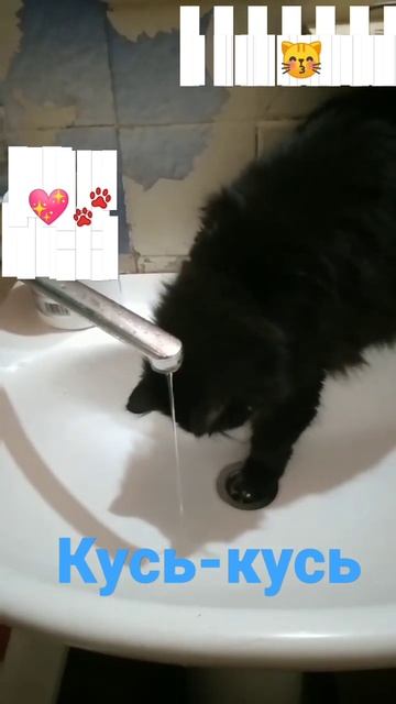 Кошка играет с водой. Спасена с улицы, ищем дом🤗 Украина, Одесская область. смотреть онлайн