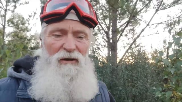Вы забудете про болезни если пить чай из листьев этого кустарника