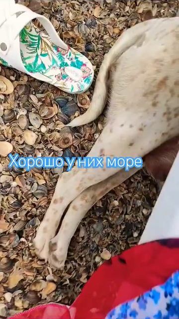 Дербент,море,и собака 🐶🐕🐶🐶🐶🐶🐶 #доммилыйдом #папк #2023 #дербент #фам #прк
