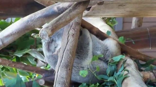 Koala moving around at the zoo. смотреть онлайн