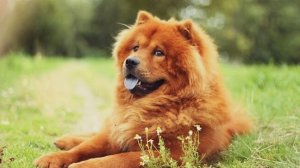 топ 10 самых опасных пород собак