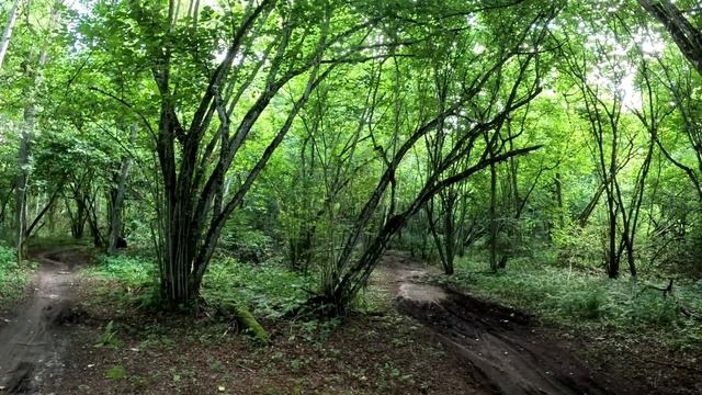 Прогулки по лесу | Программа на смартфоне для тех, кто потерялся в лесу.