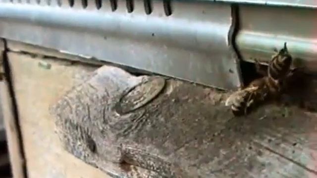 Сны пчел  Фильм №1 Сны весенние смотреть онлайн