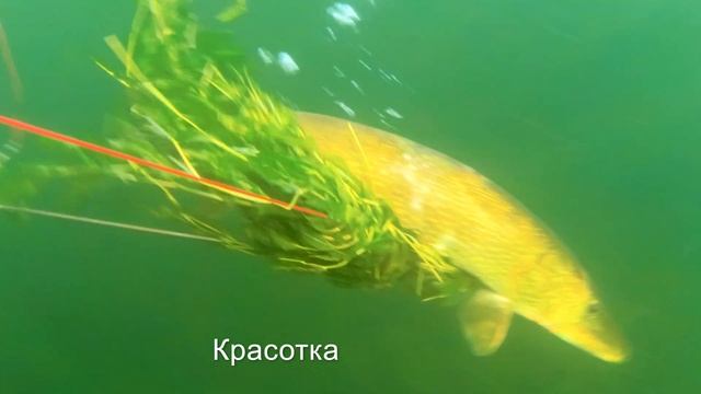 Щуки как брёвна смотреть онлайн