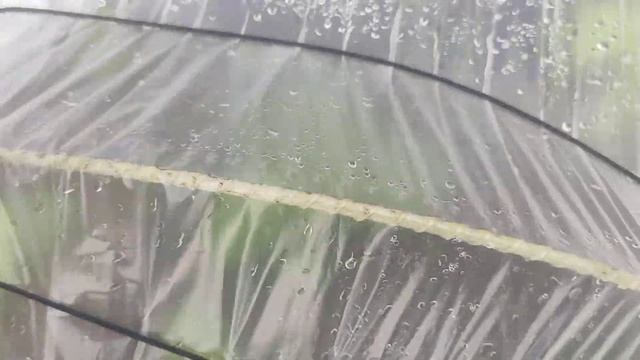 Пекінка під Агро-волокном і під плівкою. різними укриттями вирощування. Де краще росте.? смотреть онлайн