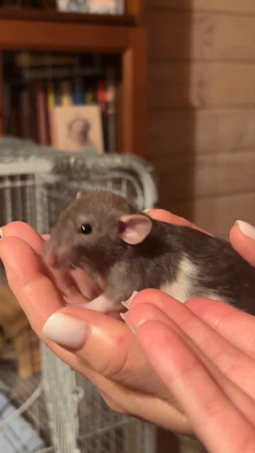 Малыш так быстро растет🥺 #декоративныекрысы #крыски #дамбо #животные #крыса смотреть онлайн