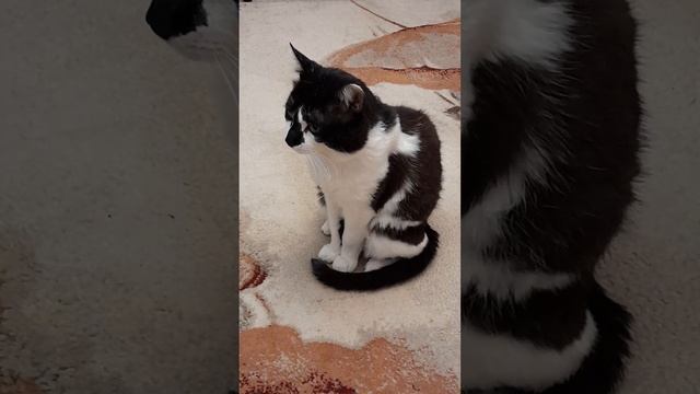 Кот поспал, пора поесть. Запись зимняя