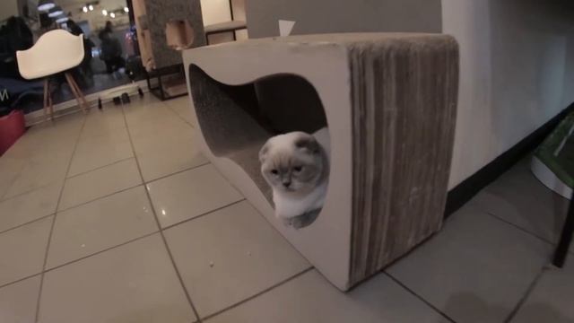 Кофейня с котиками в Харькове Cat&coffee смотреть онлайн