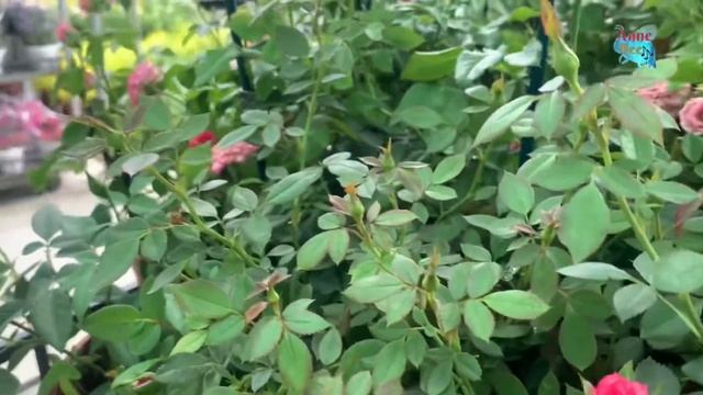 Bunga mawar Mini rose dengan bunga rimbun aneka warna |玫瑰 장미 смотреть онлайн