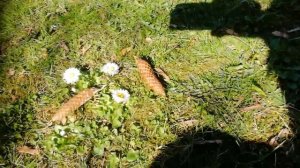 Лечебный оздоровительный центр "Мечта" в Светлогорске, Калининградской области.