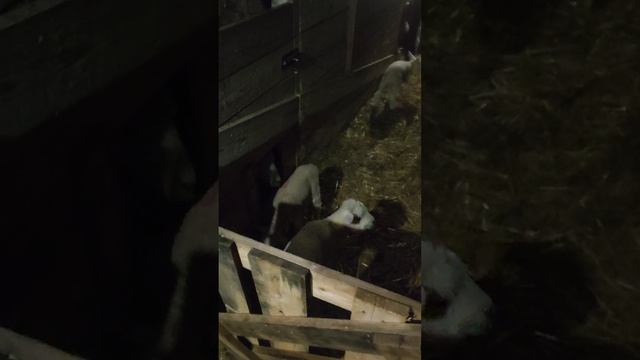 Сакман столовая для малышей смотреть онлайн