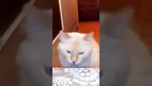 Мой кот просит рыбу