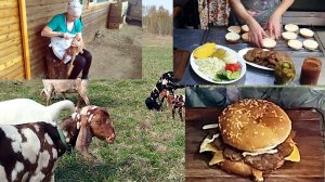 ФЕРМЕРСКИЕ БУРГЕРЫ🌷 ПРЕДПРОДАЖНАЯ ПОДГОТОВКА КОЗЛЯТ🪻🌼