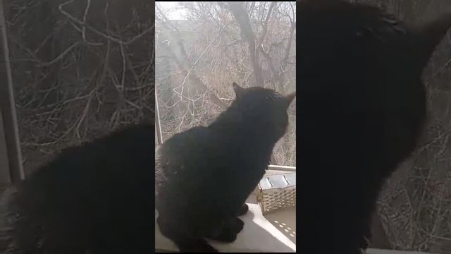 КОТЯРЫЧ ЖЕЛАЕТ ВСЕМ  ДОБРОГО УТРА смотреть онлайн